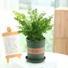 Planta de Escritorio Helecho de Boston, Flores Perennes para Todas las Estaciones, Helecho Cola de Lobo de Interior, Fácil de Cuidar, Vegetación, Helecho de Alambre de Hierro, Helecho Nido de Pájaro, Tropical