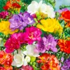 Bulbos de Alyssum Importados, Fresias en Maceta para Interiores y Exteriores, Flores Perennes de Cuatro Estaciones, Plantas con Flor Fáciles de Cultivar