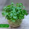 Una generación de hojas con hierba de cobre en macetas hidropónicas plantas de interior flores verdes pequeñas semilla de hierba de cobre acuática