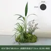 Musgo Interior Decoración Suave Conjunto de Micro Paisaje Combinación Escaparate Pasillo Musgo Verde Falso Plantas Verdes Arreglo de Paisajismo Decoración