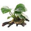 Plantas Acuáticas Locas Acuario Hierba Real Oxigenada Hidroponía Banyan de Agua Perezoso Madera Sumergida Paisajismo Entrada Plantas Acuáticas Fabricante Mayorista