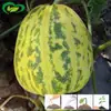 Sementes de Melão Mel Dourado Horta de Vegetais de Terra Arável Maturação Precoce Casca Amarela Polpa Branca Fácil de Semear Suco Sementes de Melão Multiaromáticas