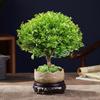 Bonsái de Nanmu Rojo de Hoja Pequeña Pila Vieja Nanmu Dorado en Maceta Interior Escritorio Oficina Plantas Verdes Bueno para Cultivar Florales en Todas las Estaciones