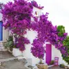 [Compra uno y llévate dos] Planta trepadora Buganvilia con flor en maceta de pétalos dobles, tronco viejo, patio exterior, florece en todas las estaciones