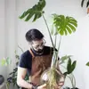 Monstera Hidropónica en Maceta Interior Plantas Verdes Fáciles de Cultivar Sala de Estar Oficina Grande Celebridad de Internet Estilo Tropical Escandinavo Pila Vieja