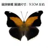 Venta Directa al Por Mayor de Fábrica de Especímenes Reales de Mariposas con Alas Extendidas, Diversos Insectos y Escarabajos, Accesorios para Fotos, Educación Científica, Especímenes Naturales