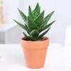 Aloe Vera en Maceta Interior Eliminación de Formaldehído Purificador de Aire Planta Verde Escritorio de Oficina Suculenta Fácil de Cultivar Flores y Cactus Todo el Año