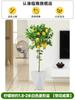 Dropshipping Árbol de Limón Frutal Todo el Año Maceta Envío Gratis Balcón Plántula con Yemas Frutales Planta de Patio Árbol Frutal