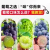 Plántulas de Vid Rosa Sunshine, Plantas en Maceta, Empaquetadas con Tierra, Plántulas de Árbol Frutal Adecuadas para Plantar Tanto en Regiones del Norte como del Sur, Plántulas de Vid que Dan Fruto el Mismo Año