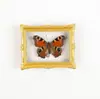 Specimen de Mariposa Tenthredinidae Roja Marco de Fotos Producto Terminado Imán para Nevera Regalo Navideño de Alta Gama Pintura Decorativa