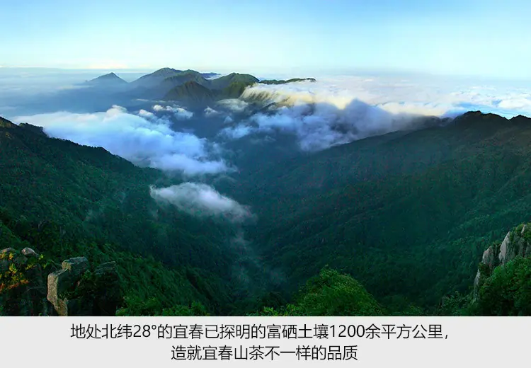 茶籽粉详情01_07.jpg