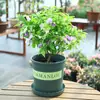 Mudas de Jasmim em Vaso de Flores Dobradas, Forte Aroma para Varanda Interna com Botões, Plantas Floríferas Fáceis de Cultivar que Florescem em Todas as Estações