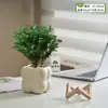 Plantas Pote Relaxantes Pinheiro Azul na Sala de Estar e Mesa de Escritório Ornamentos de Plantas Verdes para Purificar o Ar Plantas de Humor o Ano Todo