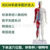 85cm Meio-Pele Meio-Músculo Anatomia Esquelética Ponto de Acupuntura Modelo do Corpo Humano Corpo Inteiro Medicina Tradicional Chinesa Diagrama dos Doze Meridianos Manequim de Cobre