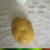 Modelo de batata e vegetais simulação batata falsa adereços alimentares ornamentos modelo quarto decoração de casa