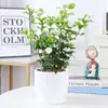 Planta de Semillero de Jazmín Cabeza de Tigre en Maceta Sala de Estar Doble Pétalo Espécimen Antiguo Fragancia Fuerte Gardenia Jiulixiang Planta Fácil de Cultivar en Cuatro Estaciones Planta Verde