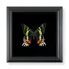 Marco de Fotos con Foto de Espécimen de Mariposa Real, Marco de Fotos de Madera, Regalo Educativo de Ciencia DIY, Regalo de Cumpleaños Graduación, Espécimen de Insecto