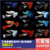 Peixe Guppy, Peixe Tropical, Todas as Espécies, Peixe Limpador, Peixe Ornamental Fácil de Criar, Peixe Zebra de Água Doce Pequeno, Peixe Dourado, Outros