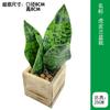 Vaso de Flor de Orquídea Tigre Simulada Estilo Moderno Simples Planta Verde Simulada Planta Bonsai Pequena em Vaso Artificial de Mesa Orquídea Tigre