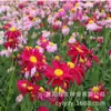 180 Variedades de Sementes de Flores Não Repetitivas, Fáceis de Cultivar em Todas as Estações, Podem Afastar Mosquitos, Adequadas para Varandas Internas e Externas, Distribuição Transfronteiriça