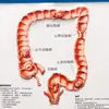 Pizarra de exhibición de órganos humanos al por mayor Pizarra de exhibición médica estéreo 3D pizarra blanca pizarra de escritura médica se puede borrar repetidamente