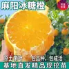 Venta al por mayor de plántulas de naranja de roca Mazhang para plantar tanto en jardines del norte como del sur, en maceta o en suelo, plántulas de naranja injertadas cortadas a mano
