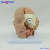 Cabeza Humana de Simulación Médica, Cabeza, Cerebro, Modelo de Anatomía Facetado, Ciencias Orales, Otorrinolaringología, Ciencias Cardiovasculares y Cerebrovasculares