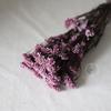Cor da flor de arroz eterna - flor de arroz absorvente de cor - flor seca - flor de nuvem - buquê de flores secas naturais - fábrica de Yunnan - atacado