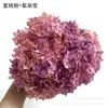 Flores de Hortensia Secas con Degradado Grande Hortensias Conservadas Cabezas de Flores Grandes Color Mixto Multicolor Hortensias Secas Decoración del Hogar Materiales Florales