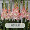 Bulbos de Gladiolo, Florales Perennes, Plantas En Maceta de Interior y Exterior, Bulbos de Gladiolo Plantados en Tierra, Plantas de Flor Fáciles de Cultivar en Todas las Estaciones
