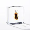 A Fábrica de Artesanato Zhongkun vende espécimes de insetos genuínos como itens decorativos, embutidos em resina de alta transparência, como brinquedos científicos educativos para crianças.