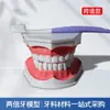 Modelo de cuidado de la salud dental 2 veces cuidado bucal instrucción de cepillado instrumento de enseñanza dentición dientes niños cepillado de dientes ayudas didácticas