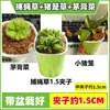 Las plantas carnívoras en maceta son plantas verdes perennes que atrapan y comen insectos, repelen mosquitos y son fáciles de mantener en balcones y en interiores.. Son flores resistentes al calor