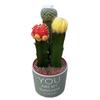 [Cactus Tricolor] Planta Auspiciosa Tres Tesoros Combinación de Bolas Tricolor Escritorio Balcón Planta a Prueba de Radiación Planta en Maceta