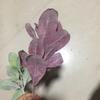 Exquisita Planta de Oreja de Conejo con Hojas Hojas de Planta Pared Material Hoja Afelpada Hoja de Cuerno de Carnero Decoración Floral Hoja de Simulación Súper Realista