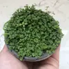Plantas de Piedra Absorbente Plantas Verdes Piedra de Agua Acuaterrario Tanque de Selva Rocalla Paisajismo Musgo Helecho Micro-paisaje Plantas de Bonsái