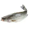 Robalo Fresco, Robalo Fresco, Robalo Comestível, Frutos do Mar, Peixe Resfriado, Peixe Grelhado Semi-Acabado Sete-Estrelas, Comercial