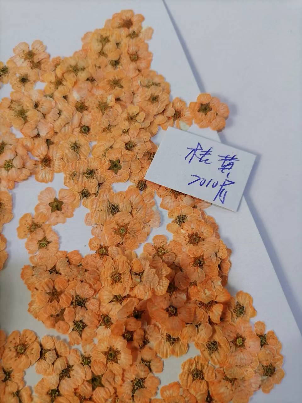 珍珠梅橘黄