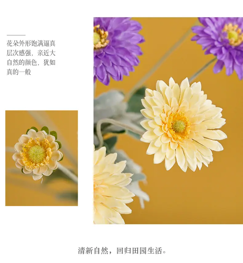 千羽4头发财菊_10.jpg