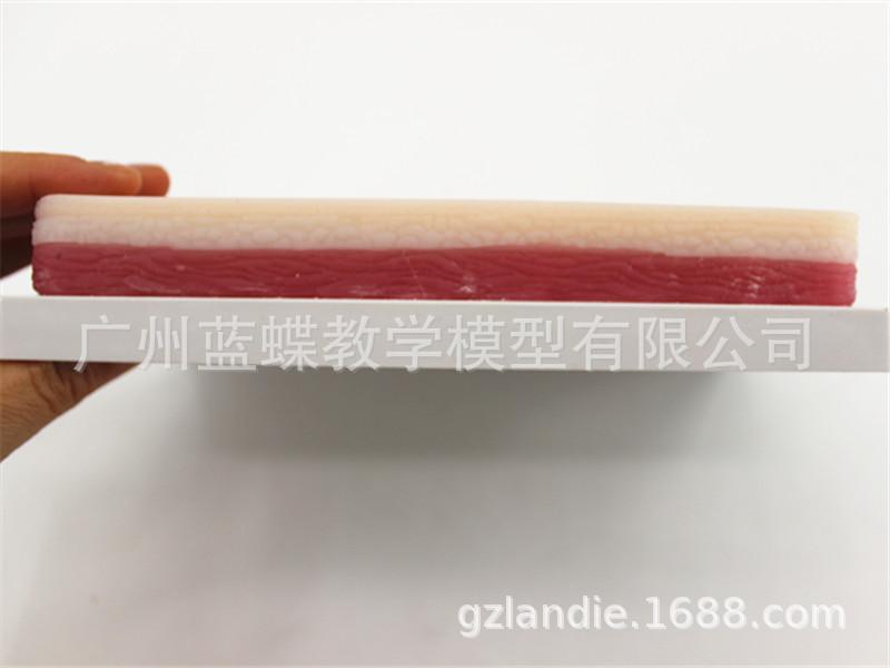 皮肤侧面
