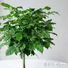 Árvore Feliz, Árvore da Paz, Plantas em Vasos, Plantas Verdes de Mesa, Fácil de Manter no Escritório, Bonsai, Purificadoras de Ar, Plantas Verdes Redutoras de Formaldeído