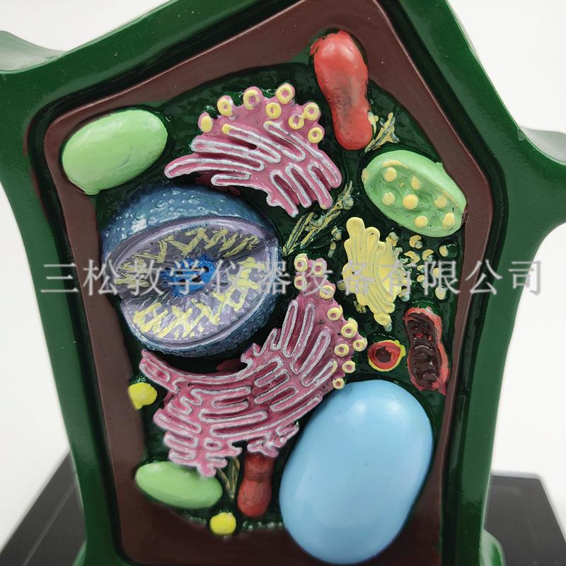 植物细胞模型3_副本