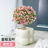 Suculenta Forma de Paleta de Caramelo Rama Dorada Hoja de Jade, Florece Todo el Año, Planta Verde de Interior Balcón, Planta de Flor en Maceta
