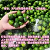 Kumquat Pequeño Verde de Hainan, Limón Fresco para Condimentar, Fruta, Limón Pequeño, Verdura, Fruta Fresca de Huerta, Fruta Dorada Pequeña Recién Recolectada
