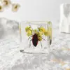 A Fábrica de Artesanato Zhongkun vende espécimes de insetos genuínos como itens decorativos, embutidos em resina de alta transparência, como brinquedos científicos educativos para crianças.