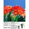 Orquídea Mariposa Monje Clivia Auténtica en Maceta Redonda con Capullos en la Sala de Estar y la Oficina Plántulas de Orquídea Florecen en Todas las Estaciones