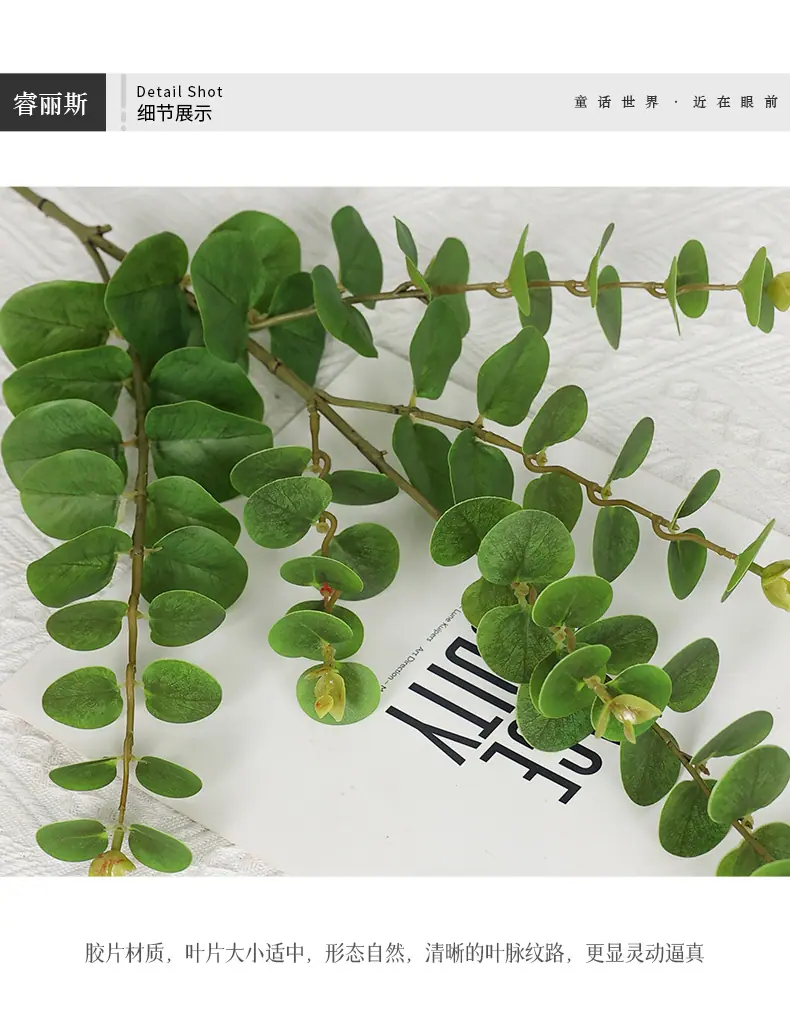 咏春尤加利_10.jpg