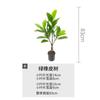 Fornecimento Direto da Fábrica celebridade da internet planta verde bonsai planta artificial decoração Nórdico Interior bonsai sala de estar árvore artificial árvore de borracha