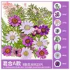 Paquete de Materiales DIY de Flores Secas Flores Prensadas Hechas a Mano Flores Conservadas Marcadores de Libros de Flores Prensadas Hojas de Árbol Real Plantas Pegatinas de Resina Maquillaje Facial