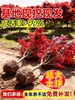 Vivero de arces rojos japoneses para dropshipping, árbol enano rojo de cuatro estaciones, árbol paisajístico Princesa Danza Roja, resistente al frío para exteriores para villas